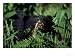 Spectacled Bear, Female, Colombia Photographic Poster Print by Patricio Robles Gil, 64x48