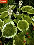Northern Exposure Hosta - NEW! - HUGE - Potted