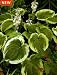 Northern Exposure Hosta