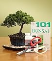 New! Indoor Bonsai Kit by Sheryls Shop