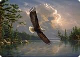 Tuftop Tempered Glass Kitchen Board, Wildlife Collection - Eagle