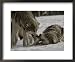 The Alpha Male Gray Wolf, Canis Lupus, Dominates the Omega Wolf Collections Framed Photographic Poster Print by Jim And Jamie Dutcher, 22x18