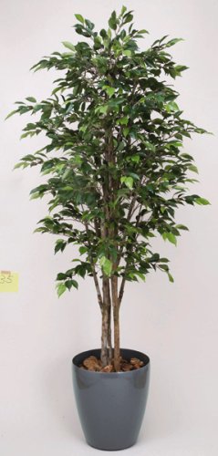 光触媒アートフラワー　ロイヤルベンジャミンＡ４１０１－４００　