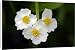 Canvas Prints of USH-2371 Arrowhead - flowers of plant growing in garden pond from Ardea Wildlife Pets