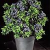 Highbush Blueberry 50 Seeds - Vaccinium - Edible/Plant