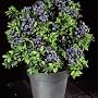 Highbush Blueberry 50 Seeds - Vaccinium - Edible/Plant