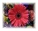 Gerber Daisy Still Life Photographic Poster Print by Dot Beverage, 10x8