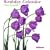 Flowers Birthday Calendar 2008