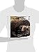 Living Wild: Wolverines
