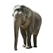 Front View of Isolated Female Indian Elephant - 24