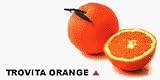 Dwarf Trovita Orange Tree- 2 to 3 year old tree-can ship to California and most other states