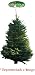 6'-7' Fresh Cut Noble Fir Tree