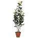 f-DECO ���[�Y�C�G���[ 110cm
