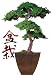 Bonsai Boy's Monterey Preserved Bonsai Tree Kage Style - 6 Feet Tall Preserved - Not a living tree