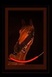 Linda Shier Royal Thoroughbred 8 x 10 Glossy Print