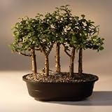 Baby Jade Bonsai Tree Five Tree Forest Group.(Portulacaria Afra)
