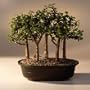 Baby Jade Bonsai Tree Five Tree Forest Group.(Portulacaria Afra)