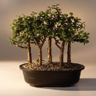 Baby Jade Bonsai Tree Five Tree Forest Group.(Portulacaria Afra)