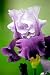 Kitchen & Housewares : Mystic/Mystique Tall Bearded German Iris 1Rhizome