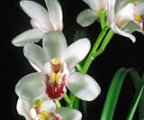 Cymbidium Sweetheart 'Sensation'