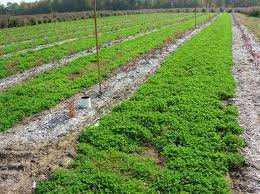 The Dirty Gardener Fall Cover Crop Seed Mix, 5 Pounds The Dirty Gardener Fall Cover Crop Seed Mix, 5 Pounds