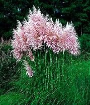 Pink Pampas Grass 8 Plants - Cortaderia - SALE*
