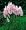 Pink Pampas Grass 8 Plants - Cortaderia - SALE*