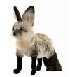 South African Fox 13"