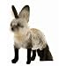Plush South African Bat Eared Fox 13