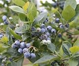Jubilee Blueberry Plant One Gallon