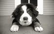 Talk to the Paw! Greeting Cards - Never trust