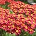 250 Seeds, Red Yarrow (Achillea millefolium rubra) Seeds by Seed Needs
