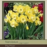 Narcissus Large Cup Day Dream