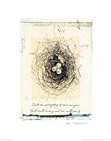 Bird s Nest Art Print Poster By Julie Nightingale, 22  x 28 