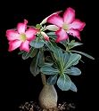 Desert Rose Plant - Natural Bonsai - Adenium obesum