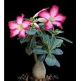 Desert Rose Plant - Natural Bonsai - Adenium obesum