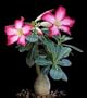 Desert Rose Plant - Natural Bonsai - Adenium obesum-