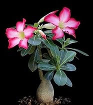 Desert Rose Plant - Natural Bonsai - Adenium obesum