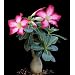 Desert Rose Plant - Natural Bonsai - Adenium obesum-