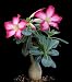 Desert Rose Plant - Natural Bonsai - Adenium obesum