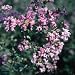 Crape Myrtle - Zuni - #1 container