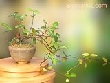 41qoEaw6O1L. SL160  A Flowering Bonsai Tree for Indoor Apartment, Home and Office
