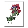 Papaver - Gift Enclosure Cards (set of 12)