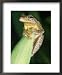 Gray Tree Frog, South-Eastern United States Photos To Go Collection Framed Art Poster Print by Marian Bacon, 18x22
