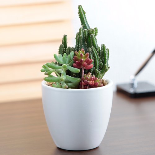 【第一園芸】「電磁波サボテン多肉植物寄せ植え」ラウンド陶器鉢