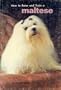 Maltese (How to Raise & Train)