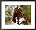 Cluster of Long Leaf Pine Needles and Cones Collections Framed Photographic Poster Print by Raymond Gehman, 22x18