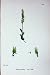 Sowerby Plants C1902 Bof Orchis Malaxis Paludosa Colour