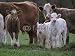 Wallmonkeys Peel and Stick Wall Decals - 0845 - Famille "vaches" - Removable Graphic