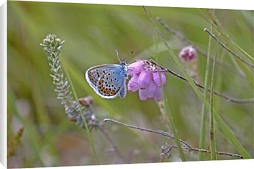 Canvas Prints of Butterfly from Country Life 